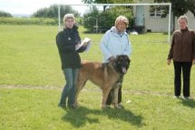 du Pont des Aulnes - Leonberger - Portée née le 21/05/2013