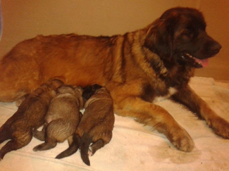 du Pont des Aulnes - Leonberger - Portée née le 01/11/2014