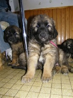 CHIOT emidu pont des aulnes