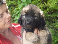 CHIOT bleue hotesse du pont des aulnes 