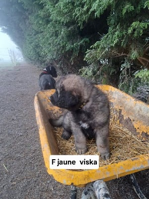 CHIOT jaune viska