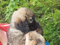 CHIOT vert HATOS du pont des aulnes