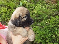 CHIOT blanche HELIE du pont des aulnes