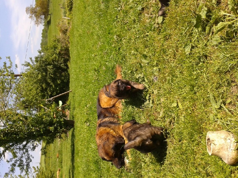 du Pont des Aulnes - Leonberger - Portée née le 06/04/2015