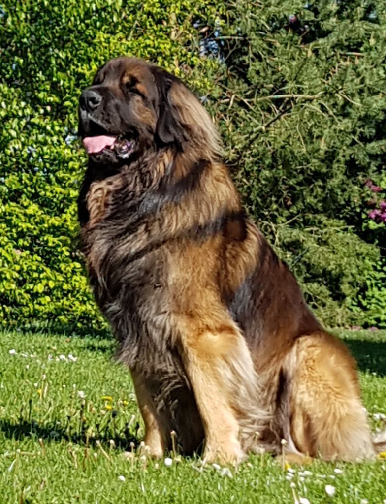 du Pont des Aulnes - Leonberger - Portée née le 07/03/2018