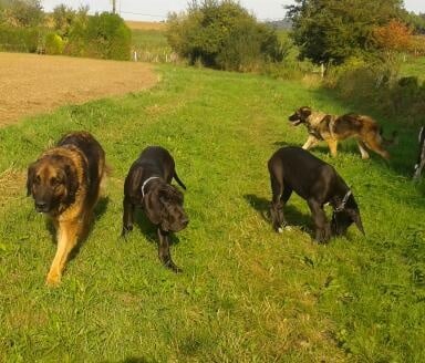 du Pont des Aulnes - Leonberger - Portée née le 27/12/2013