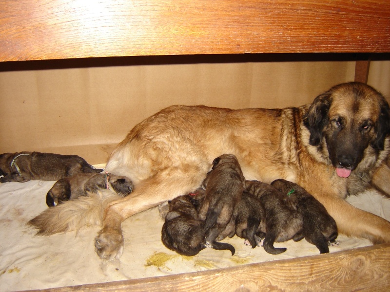 du Pont des Aulnes - Leonberger - Portée née le 02/02/2010