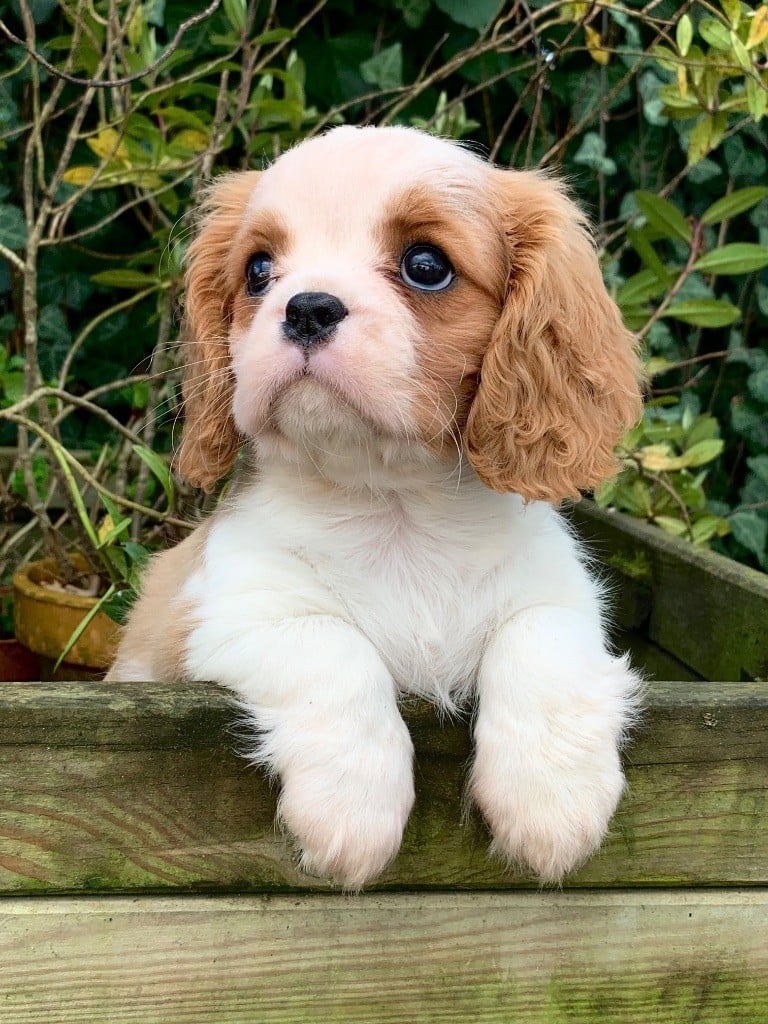 ONITSHA'S - Chiots disponibles - Cavalier King Charles Spaniel