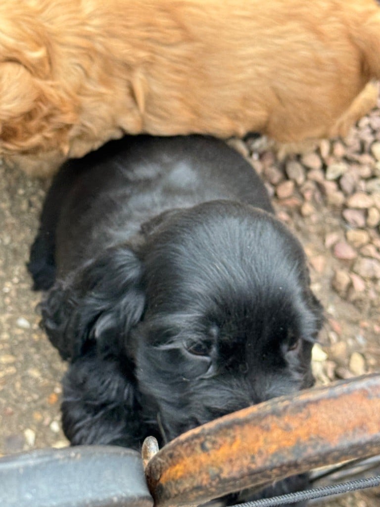 des années folles - Chiots disponibles - Cocker Spaniel Anglais