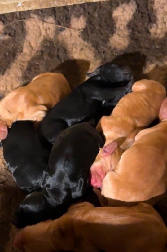 Chiot Cocker Spaniel Anglais des années folles