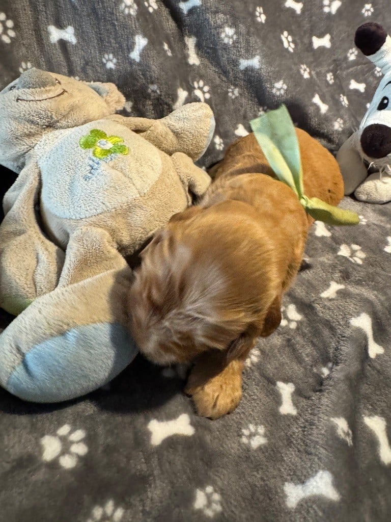 des années folles - Chiots disponibles - Cocker Spaniel Anglais