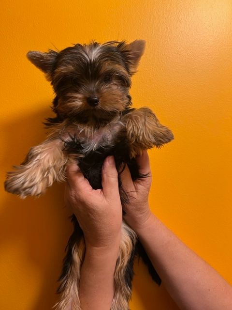 des Brumes de Rhodanie - Chiots disponibles - Yorkshire Terrier