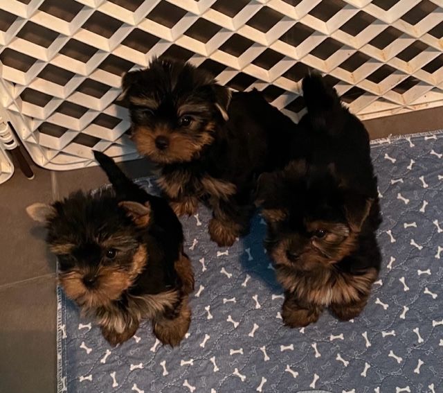 des Brumes de Rhodanie - Chiots disponibles - Yorkshire Terrier