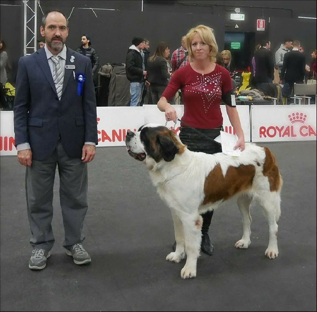 De La Noblesse Des Alpes - Gioia du Val du Morakopf championne internationale de beauté ! 