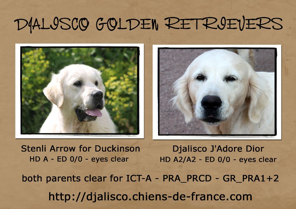 Djalisco - Golden Retriever - Portée née le 03/11/2018