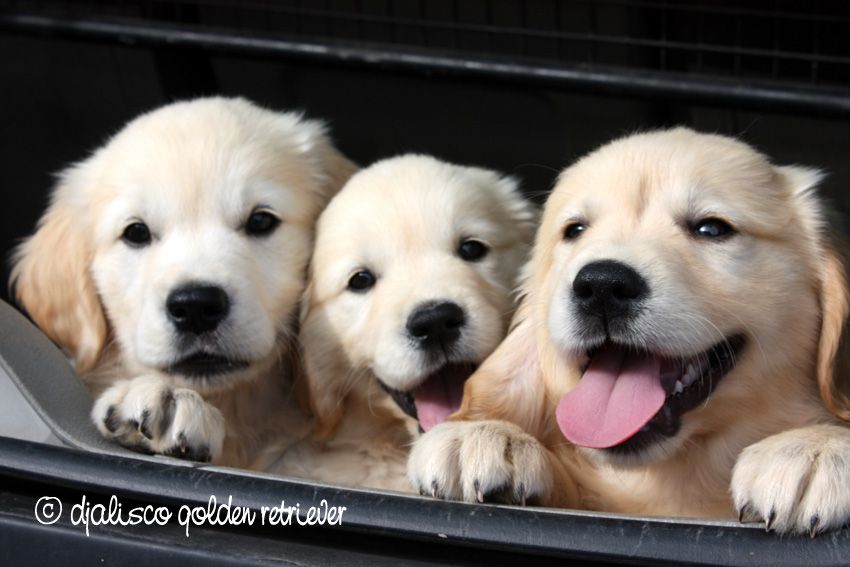 Djalisco - Golden Retriever - Portée née le 19/04/2017