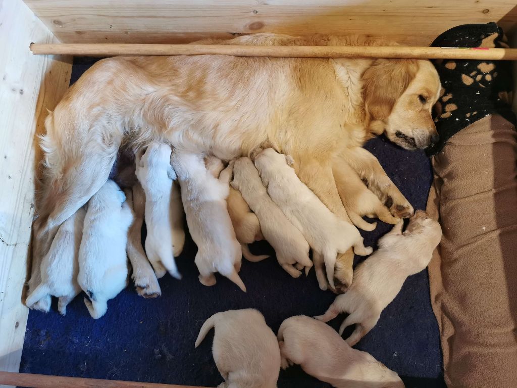 Chiot Golden Retriever Djalisco