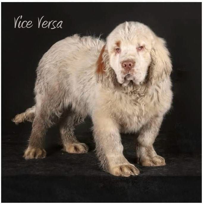 Mind Bossea's - Chiots disponibles - Clumber Spaniel