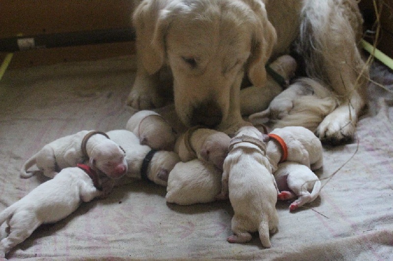 Mind Bossea's - Golden Retriever - Portée née le 19/02/2016