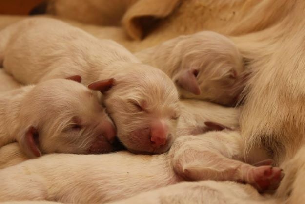 Mind Bossea's - Golden Retriever - Portée née le 06/09/2014