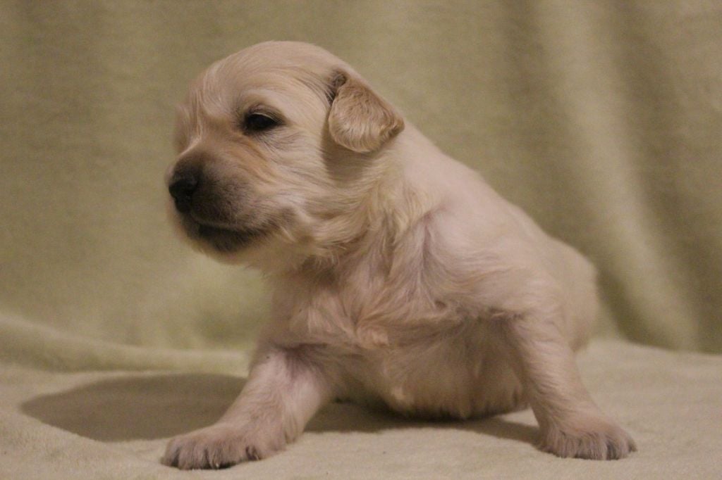 Mind Bossea's - Golden Retriever - Portée née le 30/10/2019