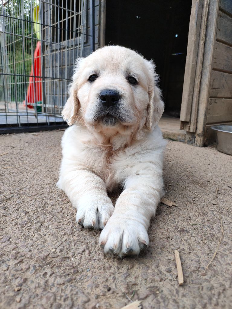 Mind Bossea's - Golden Retriever - Portée née le 21/04/2022