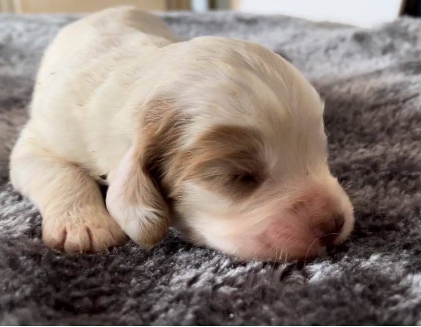 Mind Bossea's - Chiots disponibles - Clumber Spaniel