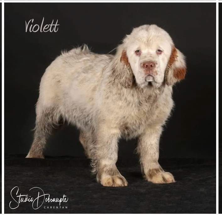 Mind Bossea's - Chiots disponibles - Clumber Spaniel