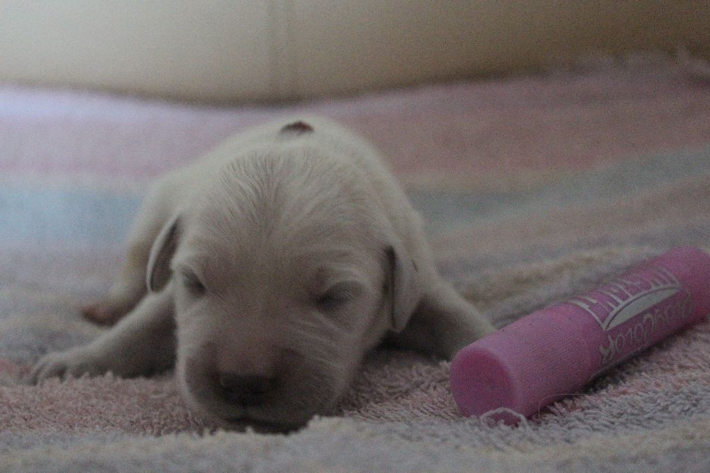 Mind Bossea's - Golden Retriever - Portée née le 09/10/2017