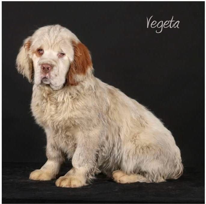 Mind Bossea's - Chiots disponibles - Clumber Spaniel