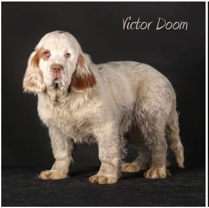 Mind Bossea's - Chiots disponibles - Clumber Spaniel