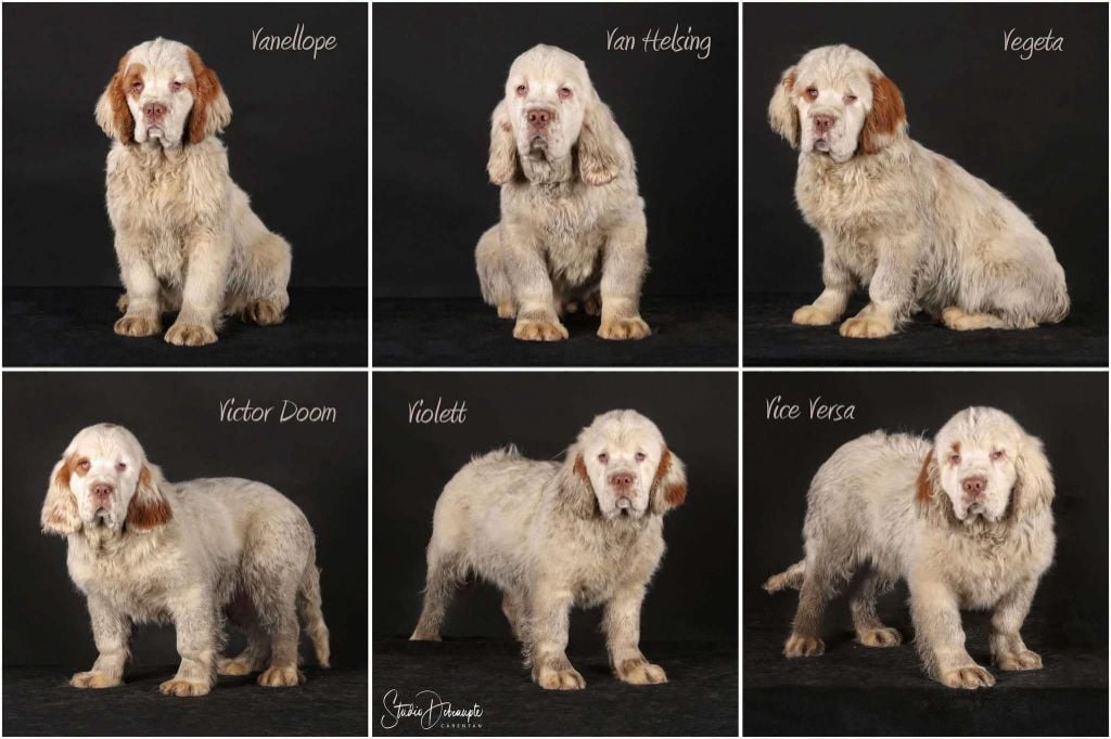 Mind Bossea's - Clumber Spaniel - Portée née le 14/09/2024