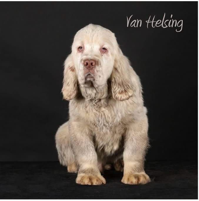 Mind Bossea's - Chiots disponibles - Clumber Spaniel