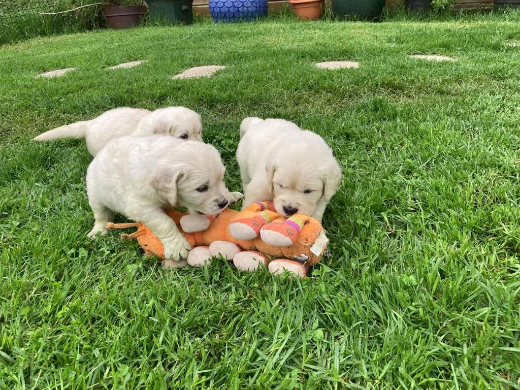 Photos des chiots à 1 mois