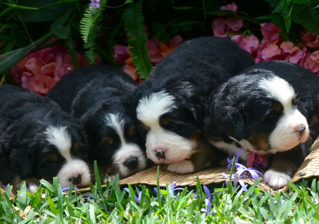 Chiot Bouvier Bernois Du Joyaux Des Mascareignes