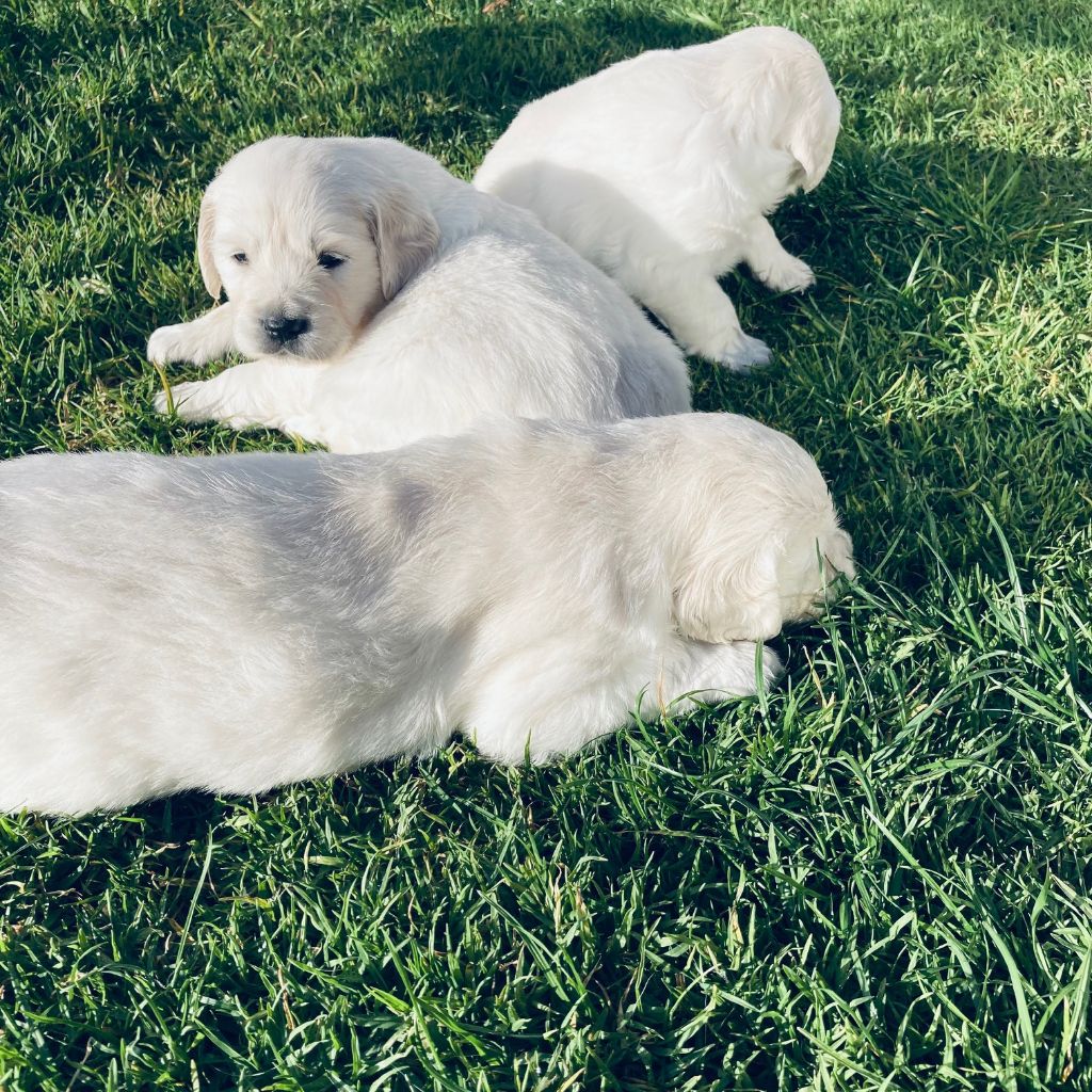 Chiot Golden Retriever Du Joyaux Des Mascareignes