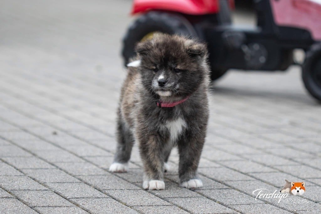 Tenshiyo Kensha - Chiots disponibles - Akita