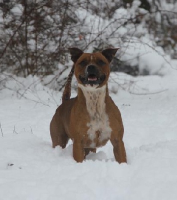 Of London Legends - Des chiots staffie en juin...