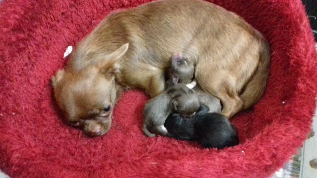 enfin des naissances Chihuahuas chocolat et bleu 