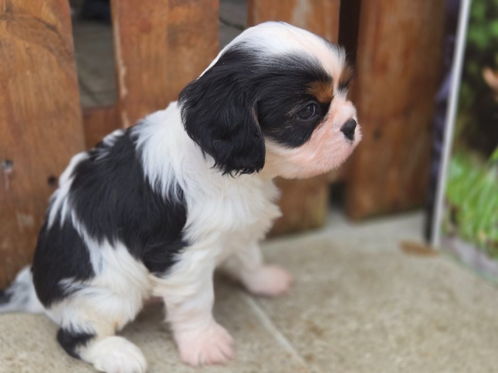 Du domaine di l'Angeli - Chiots disponibles - Cavalier King Charles Spaniel