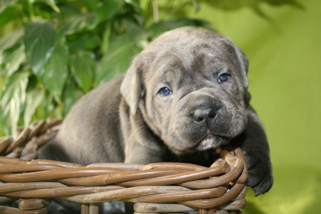 Des Jardins De Vinci - Plus de chiots disponibles