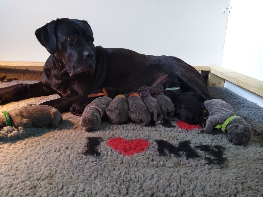 Des Jardins De Vinci - Cane Corso - Portée née le 14/03/2021