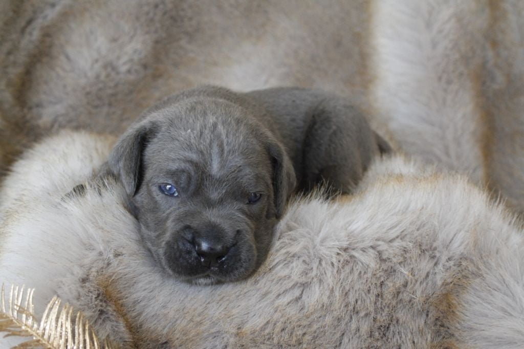 Des Jardins De Vinci - Cane Corso - Portée née le 25/01/2022