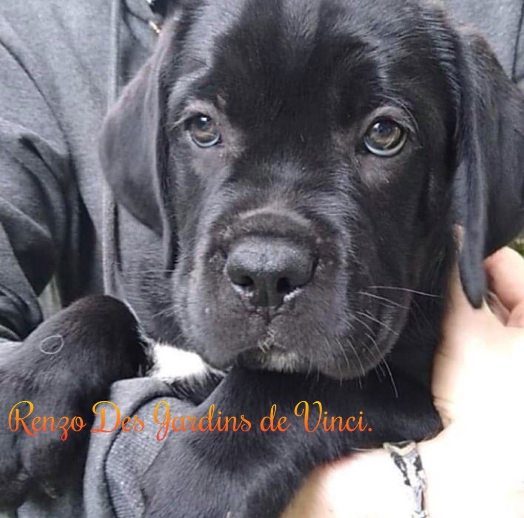 Des Jardins De Vinci - Cane Corso - Portée née le 09/07/2020