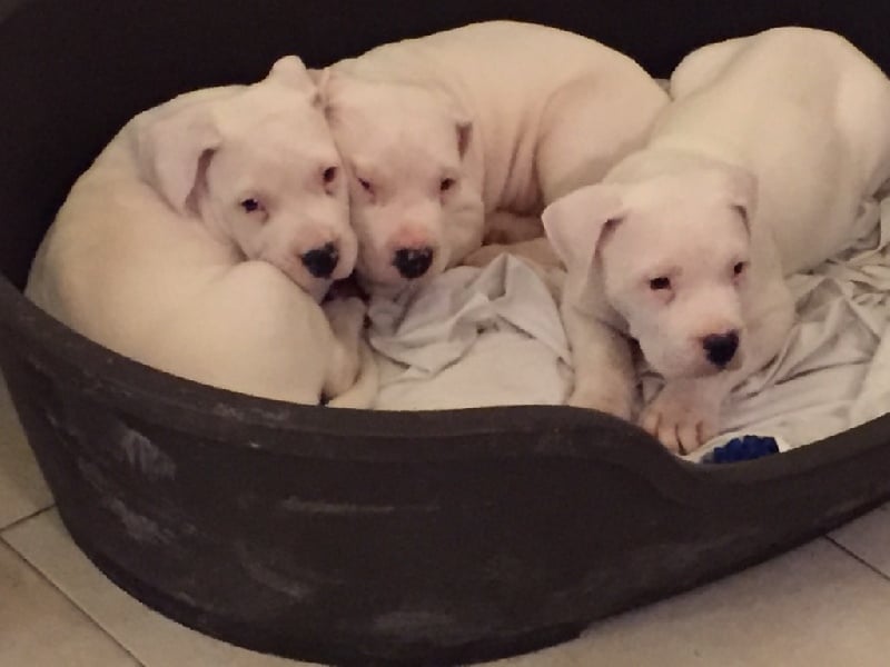 Chiot Dogo Argentino De Los Companeros Del Sol