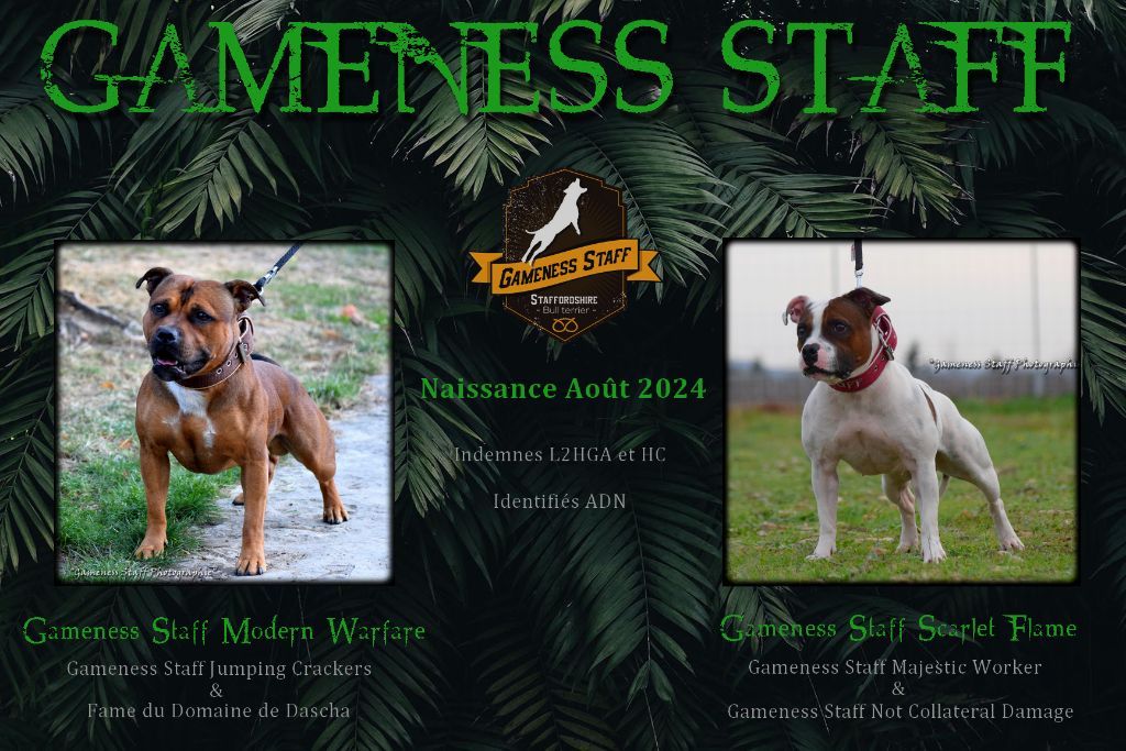 Chiot Staffordshire Bull Terrier Gameness Staff