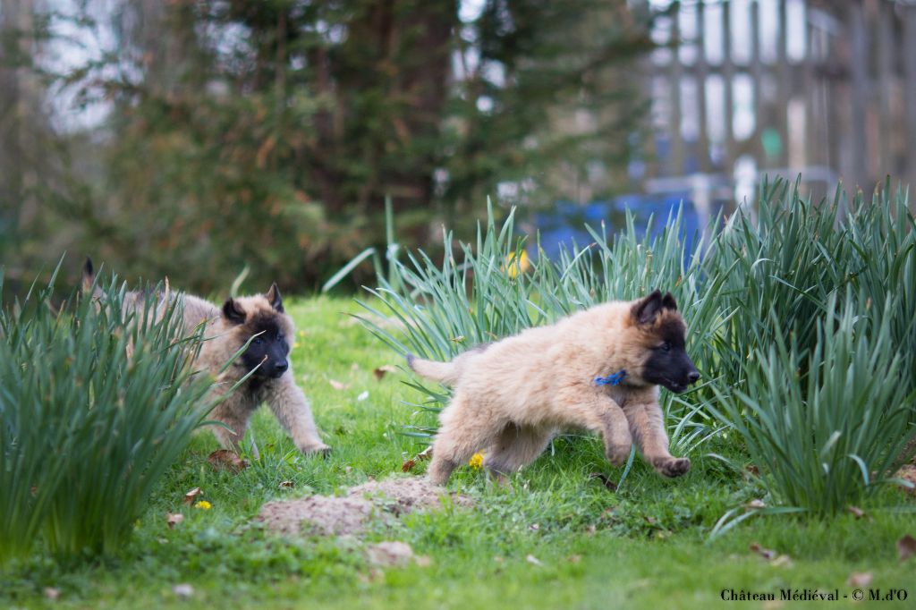 Du Château Médiéval -  CHIOTS DE 2 mois et demi encore disponibles