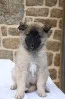 PHOENIX CHIOT sable collier jaune