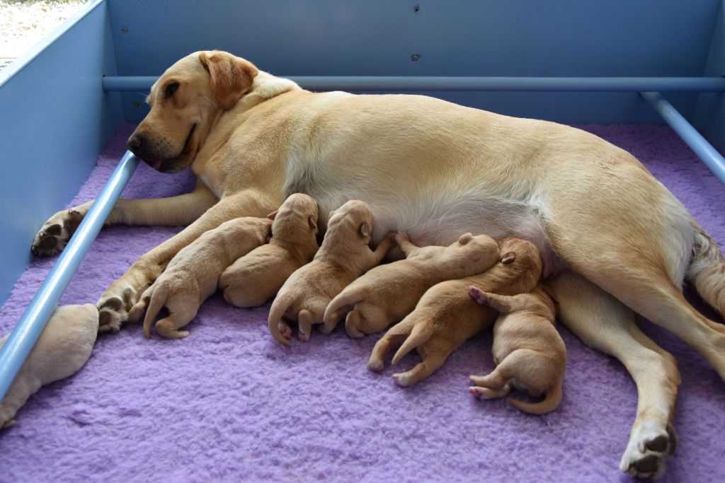 de galapian - NOUVELLE PORTEE DE LABRADORS DE TRAVAIL 