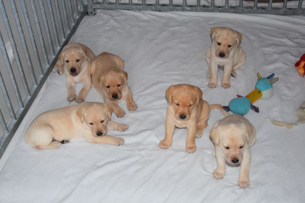 Chiot Labrador Retriever de galapian